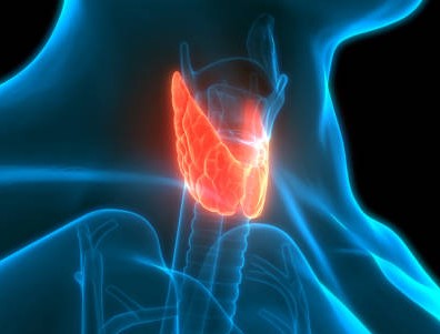Endocrinology & Diabetes