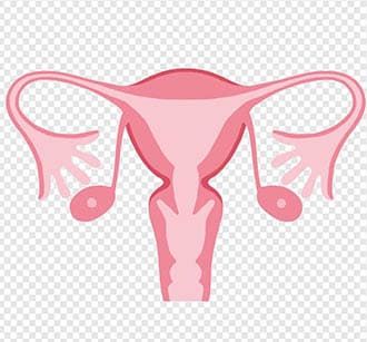 Transvaginal Ultrasound